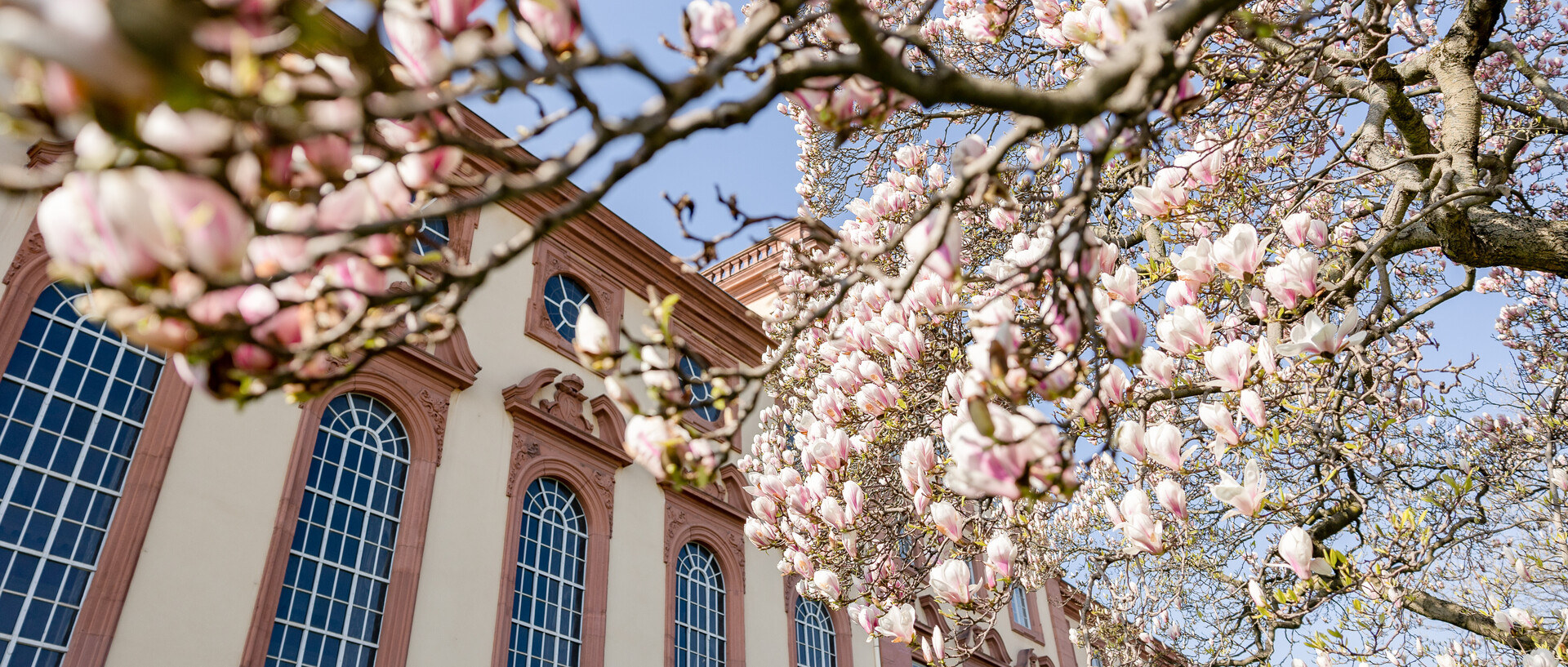 Blühende Magnolien vor dem Mannheimer Schloss im Frühling