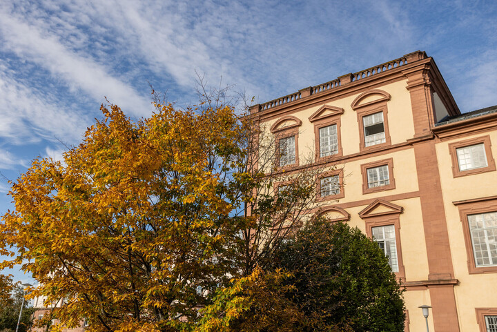 Außenaufnahme eines Teils des Mannheimer Schlosses mit einem herbstlichen Baum im Vordergrund.