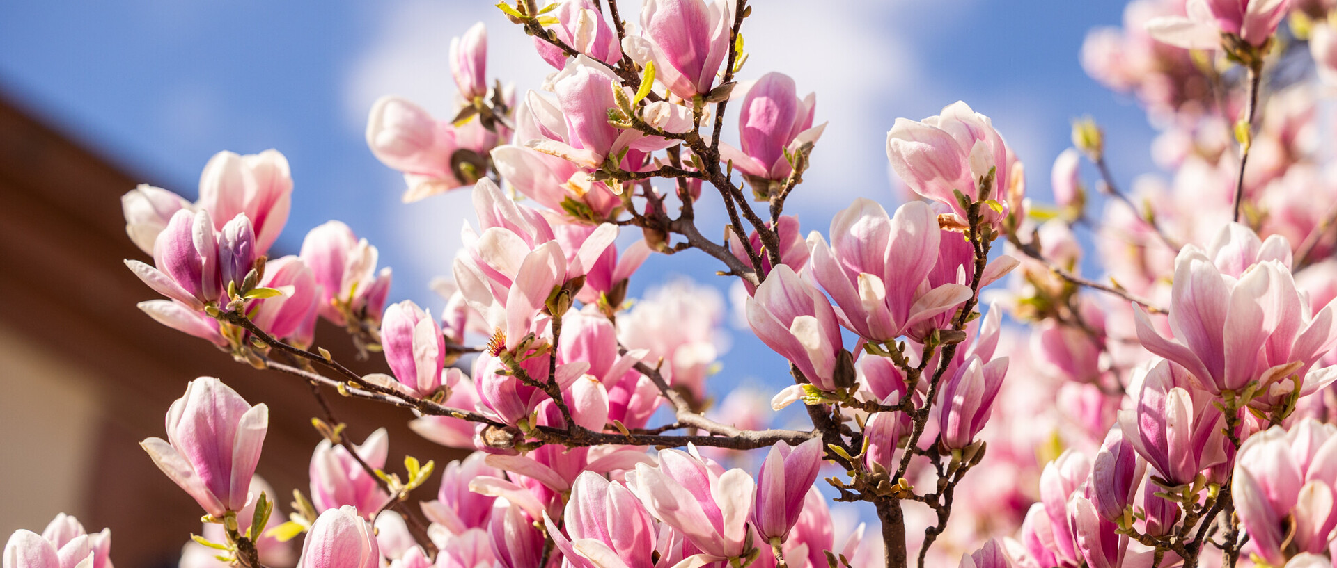 Blauer Himmel und die Magnolie vor dem Westflügel in voller Blüte.