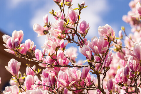 Blauer Himmel und die Magnolie vor dem Westflügel in voller Blüte.