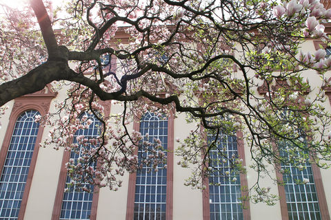 Ein weiß-rosa blühender Magnolienbaum vor der fensterreichen Fassade des Mannheimer Schlosses.