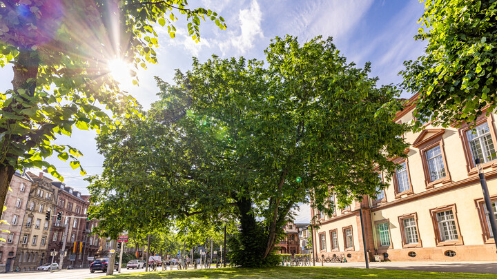 Ein Baum vor dem Ostflügel des Mannheimer Schlosses. Der Baum ist eine Kaukasische Flügelnuss. Im Hintergrund scheint die Sonne.