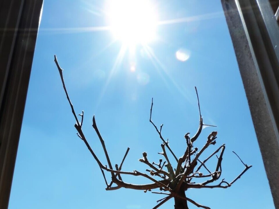 Der Blick aus dem Fenster zeigt einen blauen Himmel mit strahlender Sonne und einen Baum ohne Blätter.
