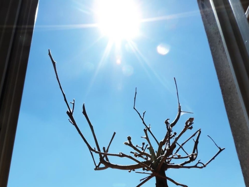 Der Blick aus dem Fenster zeigt einen blauen Himmel mit strahlender Sonne und einen Baum ohne Blätter.