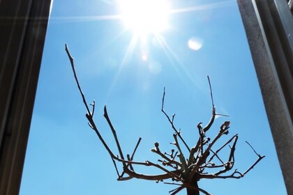 Der Blick aus dem Fenster zeigt einen blauen Himmel mit strahlender Sonne und einen Baum ohne Blätter.