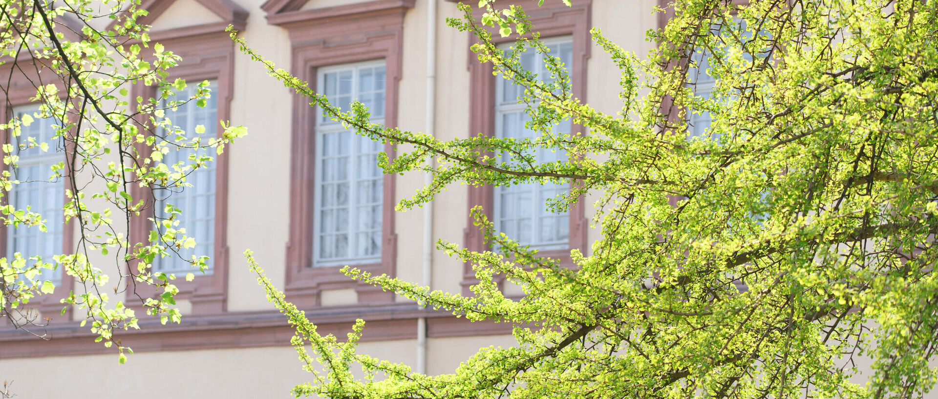 Ein Baum mit grünen Blätter steht vor dem Schloss in Mannheim.