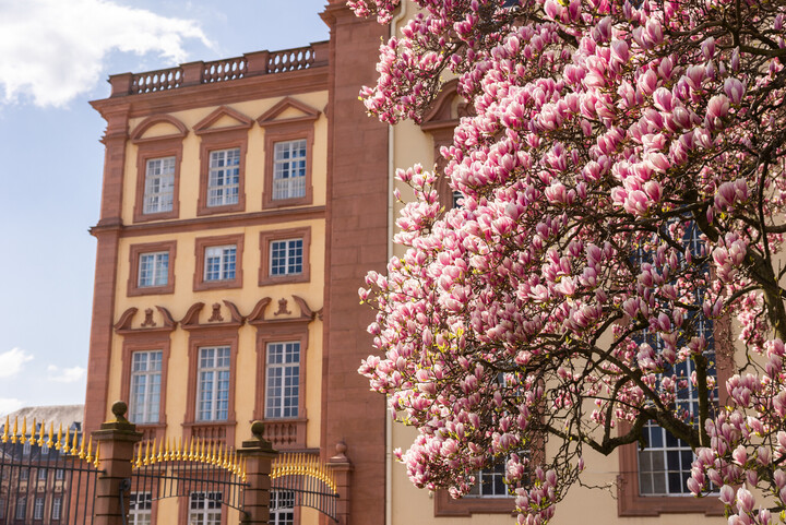 Die Magnolie blüht vor dem Schloss Westflügel.