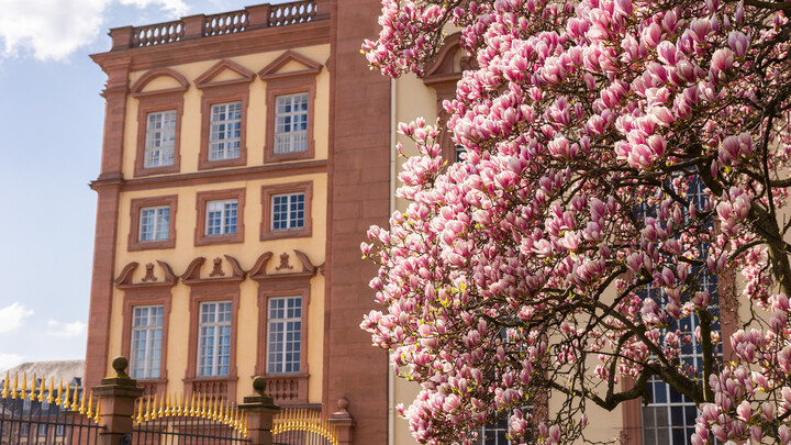 Die Magnolie blüht vor dem Schloss Westflügel.