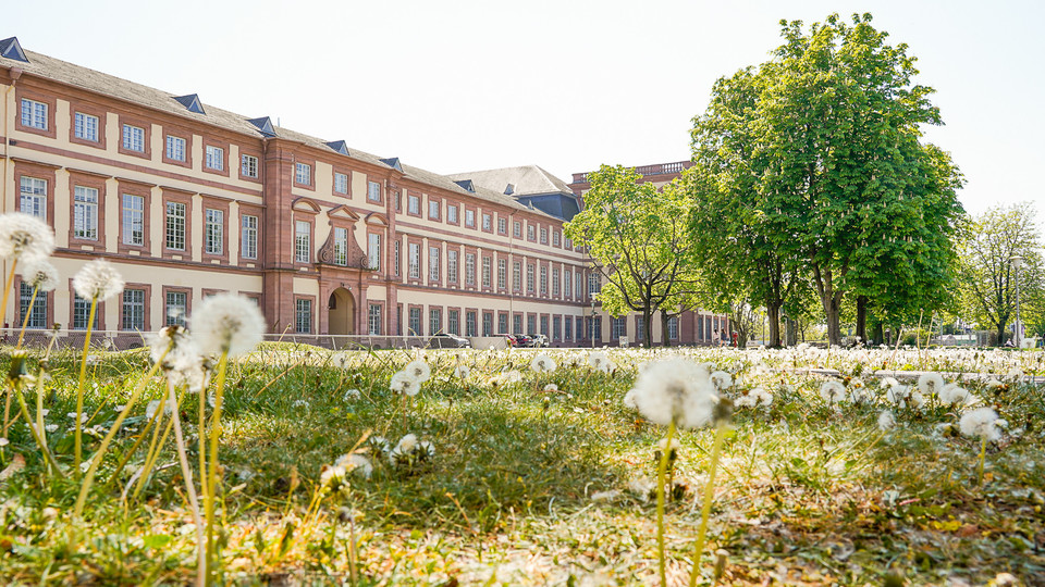 Westflügel der Uni Mannheim. Blumen blühen auf der Wiese und die Sonne scheint.