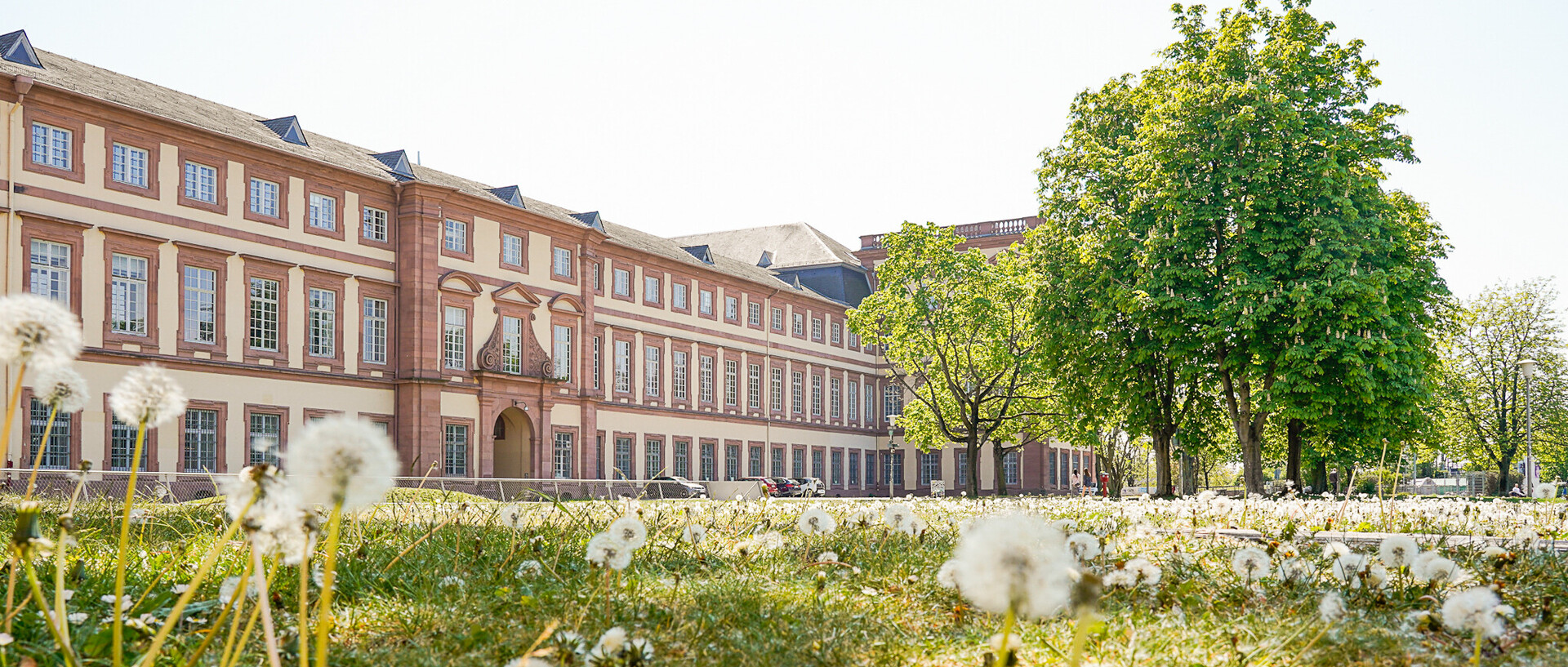 Westflügel der Uni Mannheim. Blumen blühen auf der Wiese und die Sonne scheint.
