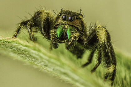 Nahaufnahme einer grünen Spinne, die auf einem Blatt sitzt