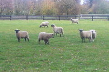Mehrere Schafe mit weißem Fell und dunkler Haut stehen auf einer eingezäunten grünen Wiese.