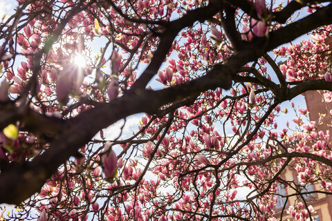 Die Magnolie vor dem Westflügel, die Sonne scheint durch den Baum. 