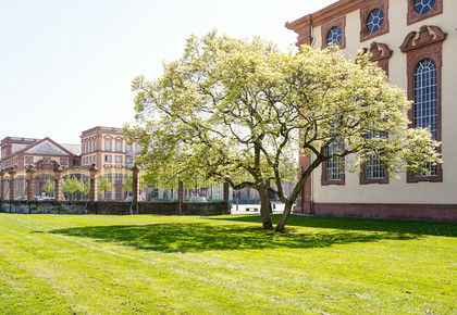 Green tree in front of the Schloss