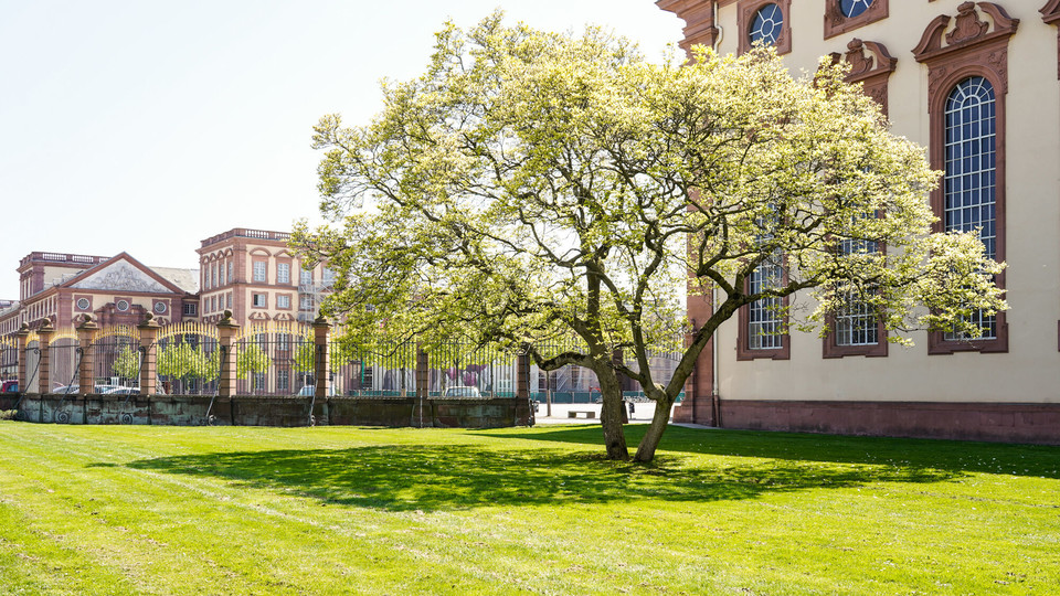 Green tree in front of the Schloss