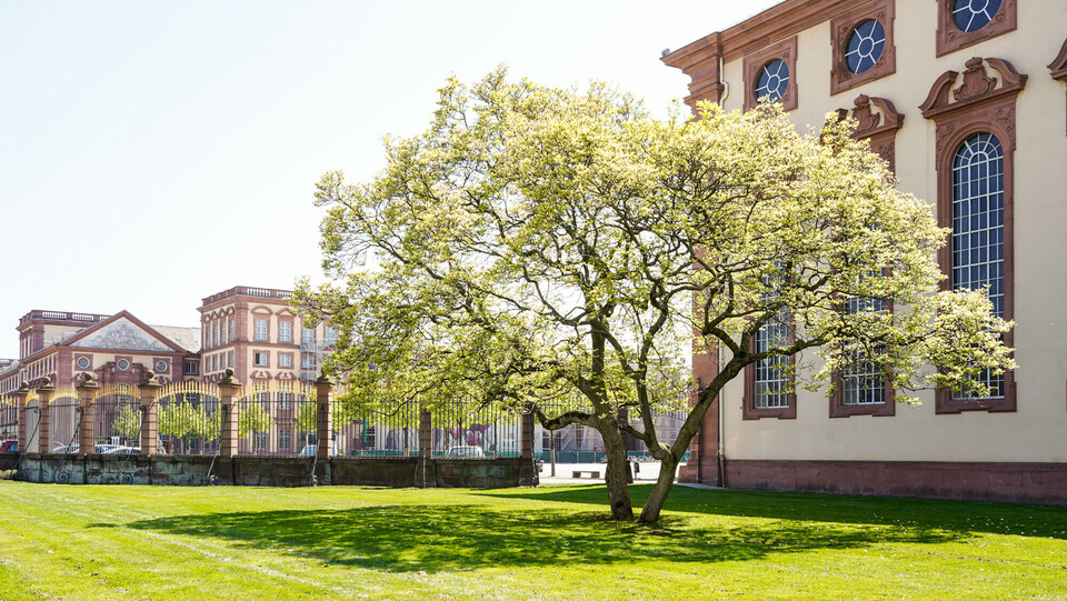 Frühlingsimpressionen Schloss Blühender Baum vor dem Barockschloss Mannheim.