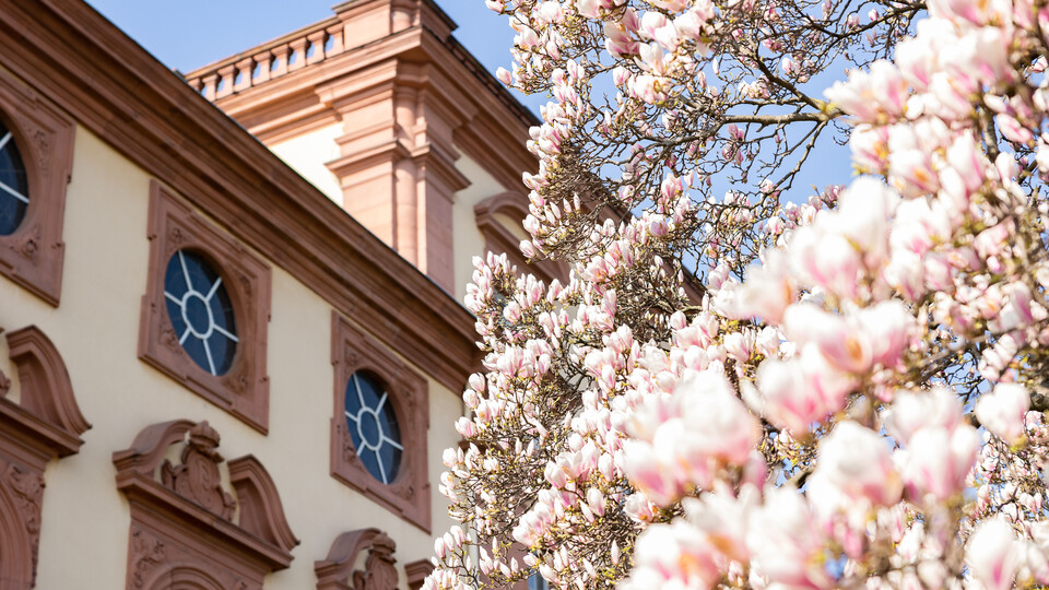 Das Bild zeigt einen Teil des Schlosses mit Magnolienblüten im Vordergrund