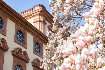 Das Bild zeigt einen Teil des Schlosses mit Magnolienblüten im Vordergrund