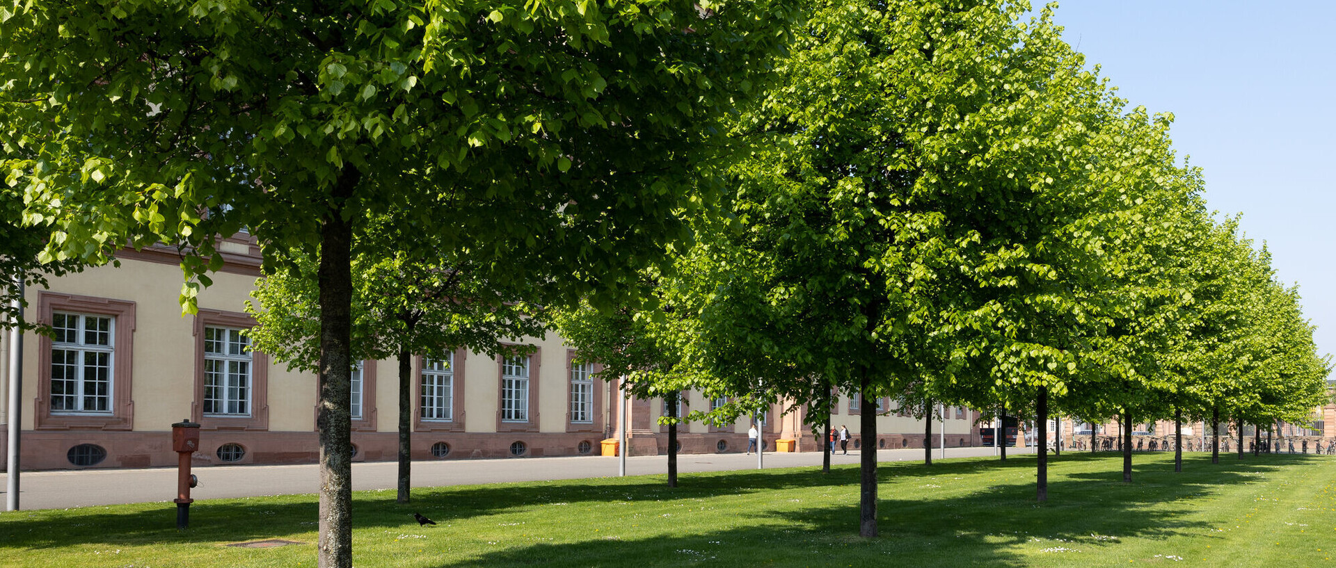 Bäume auf einer grünen Wiese im Sonnenschein vor dem Ostflügel des Mannheimer Schlosses.