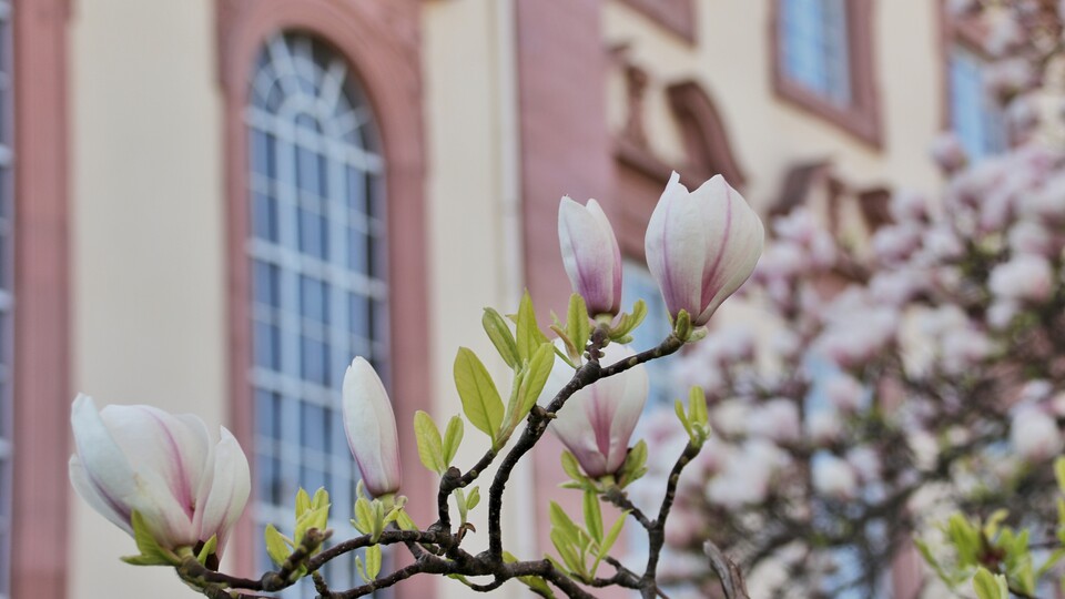 Magnolienblüten vor dem Schloss