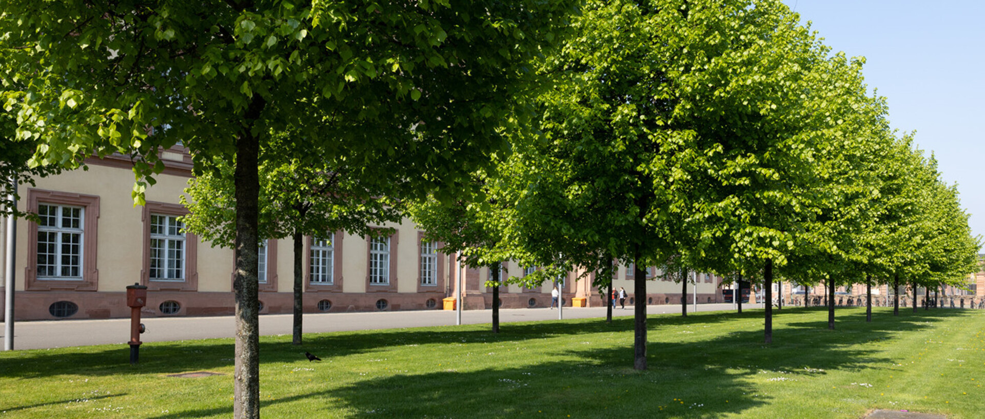 Baumreihe vor dem Mannheimer Schloss im Frühling
