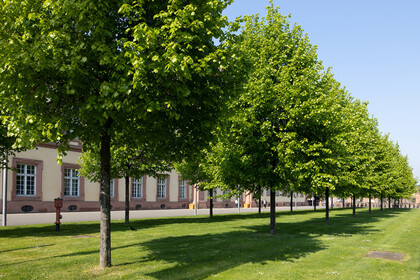 Baumreihe vor dem Mannheimer Schloss im Frühling