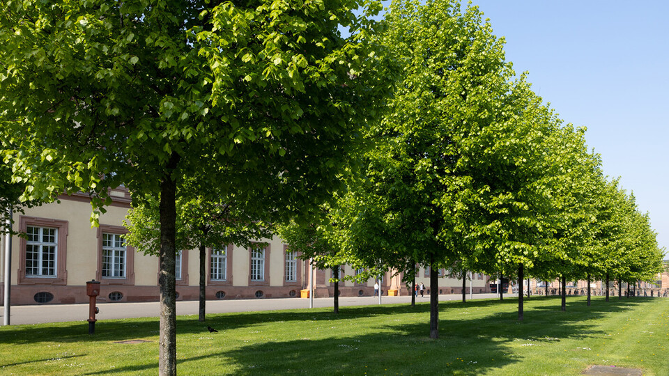 Baumreihe vor dem Mannheimer Schloss im Frühling