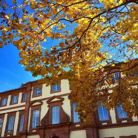 Herbstlicher Baum mit gelben Blättern. Im Hintergrund ein Teil des Barockschloss Mannheim. Link: Instagram-Post Herbst