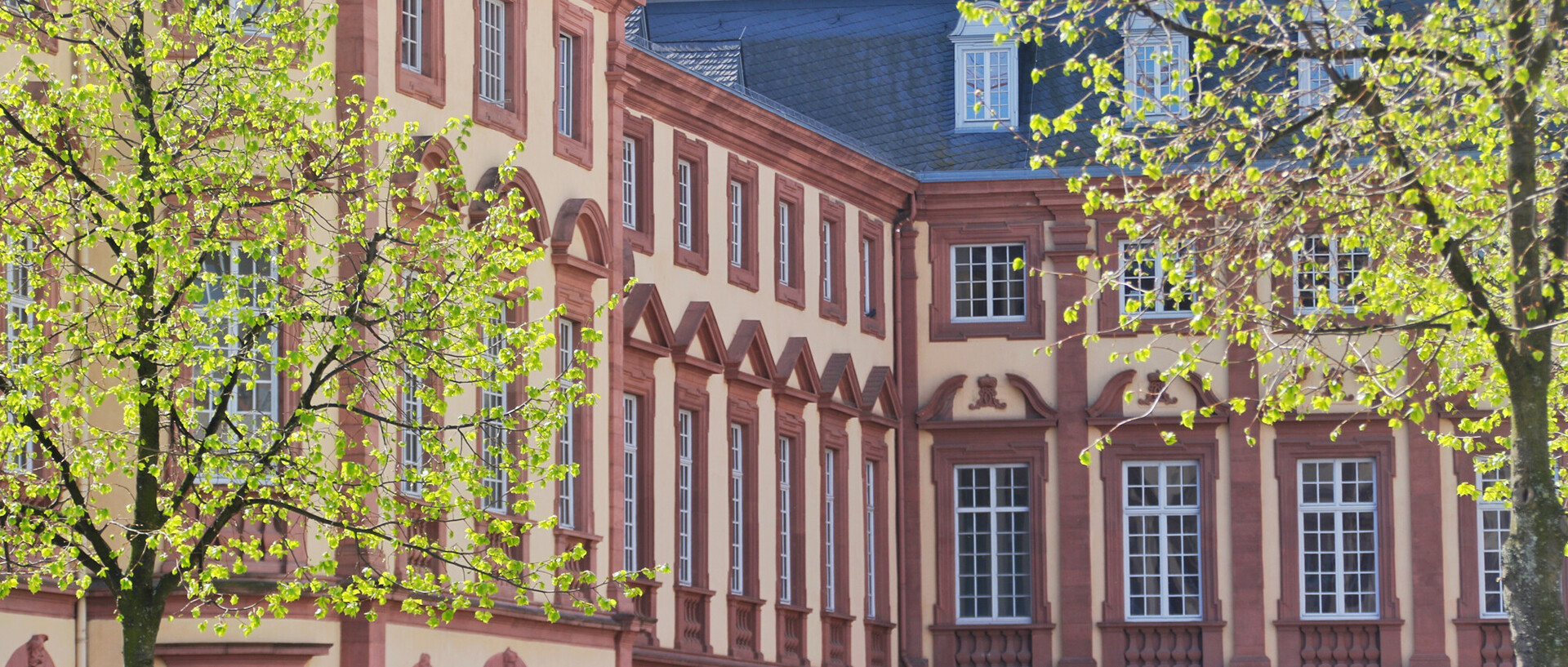 Die rot-gelbe Fassade des Mannheimer Schlosses mit unzähligen Fenstern. Davor stehen zwei Bäume mit kleinen, grünen Blättern.