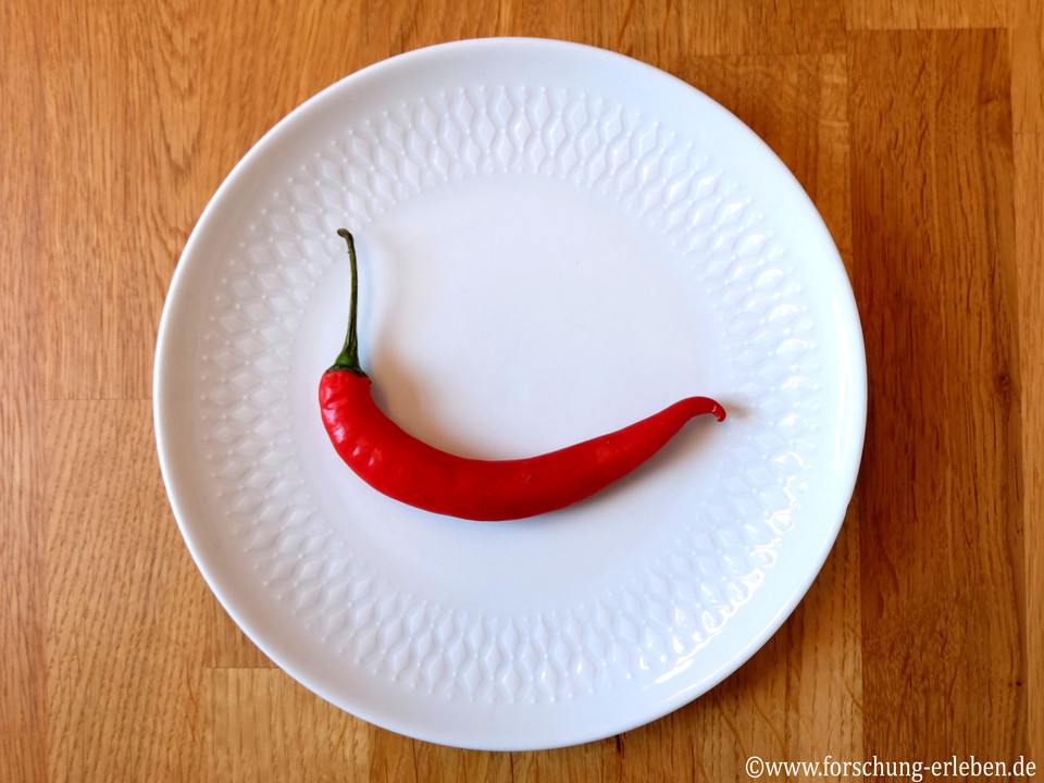 Eine rote Chilischote liegt auf einem weißen Teller.