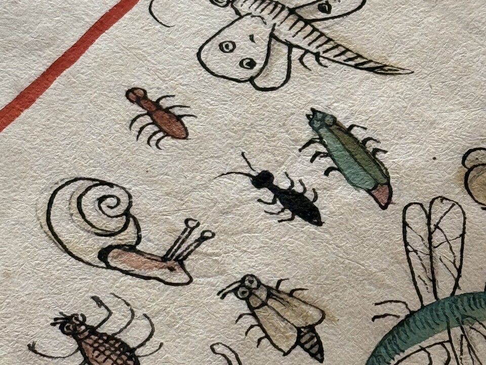 Bildausschnitt von einer Seite aus einer Handschrift mit kolorierten Federzeichnungen von Insekten und Schnecken.