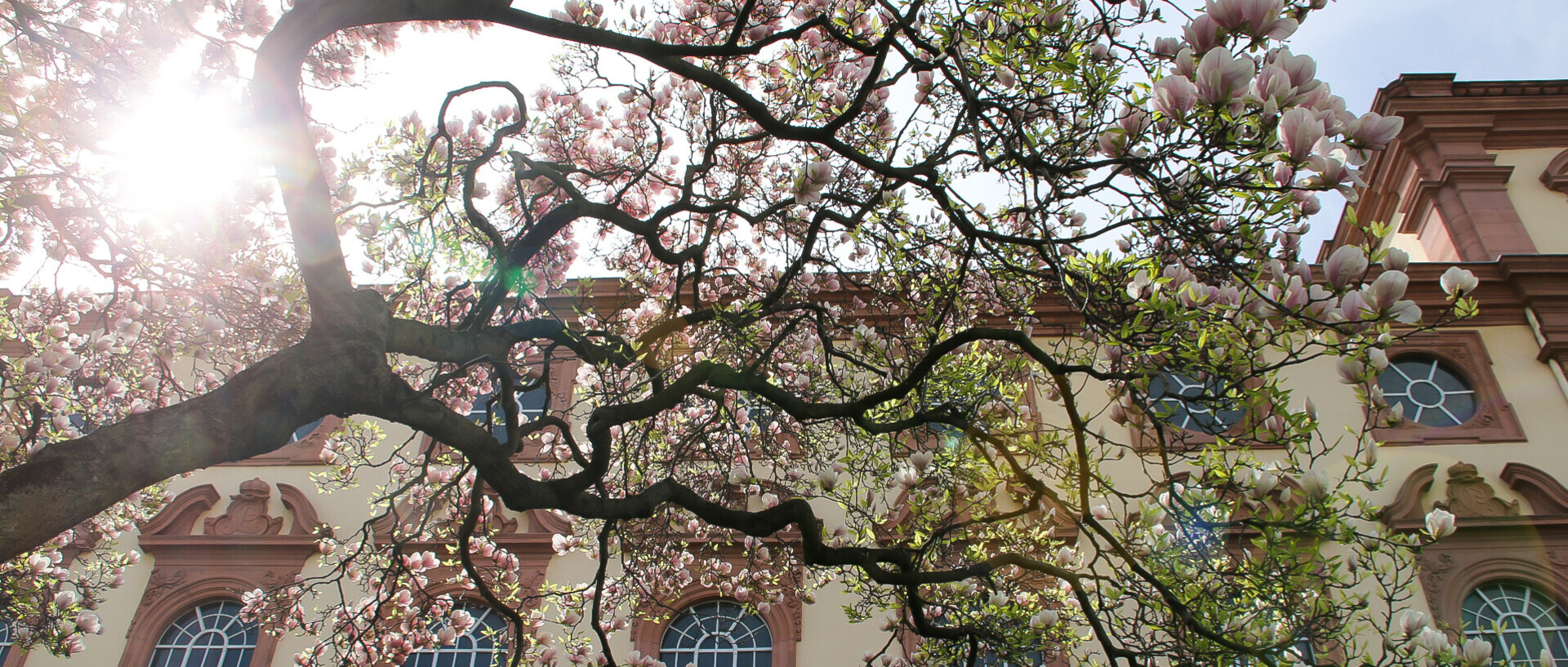 Magnolienbaum vor einem Gebäude der Universität Mannheim bei Sonnenchein.