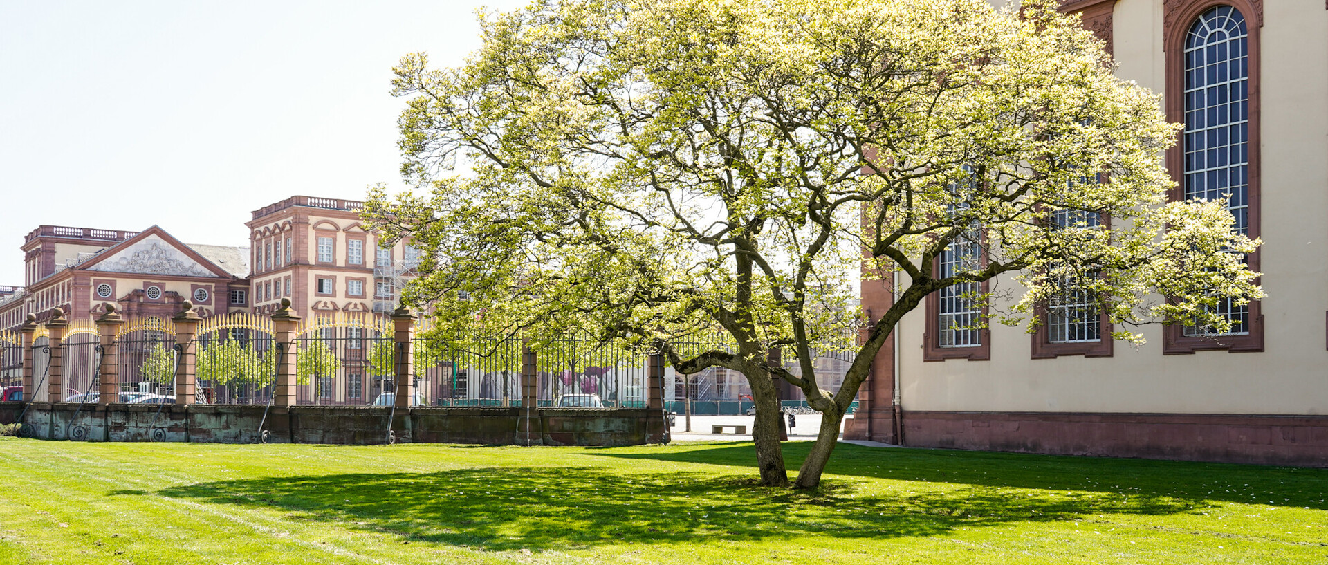 Baum im Frühling, im Hintergrund ist ein Teil des Schlosses zu sehen.