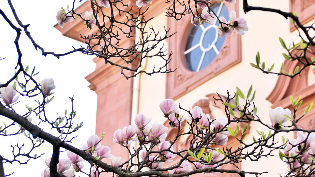 Blühende Magnolie vor dem Mannheimer Schloss