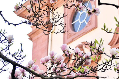 Blühende Magnolie vor dem Mannheimer Schloss