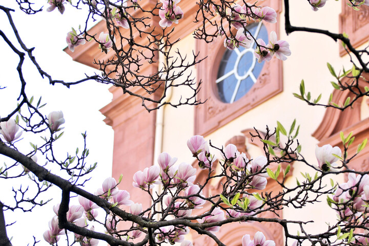 Blühende Magnolie vor dem Mannheimer Schloss