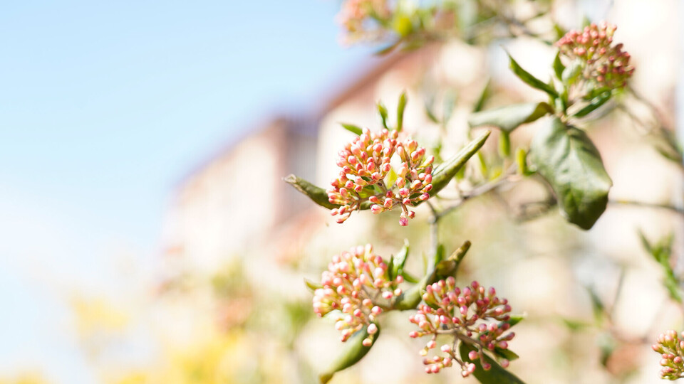 Knospen des Magnolienbaums vorm Schloss