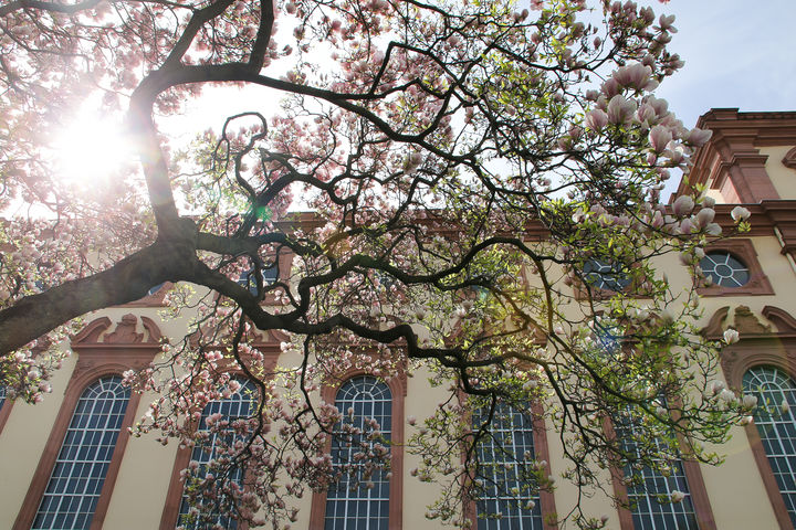Magnolienbaum vor einem Gebäude der Universität Mannheim bei Sonnenchein.