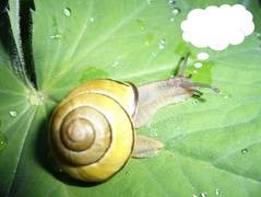 Eine Schnecke mit gelbem Haus sitzt auf einem grünen Blatt. Eine weiße Denkblase wurde an den Kopf angefügt.
