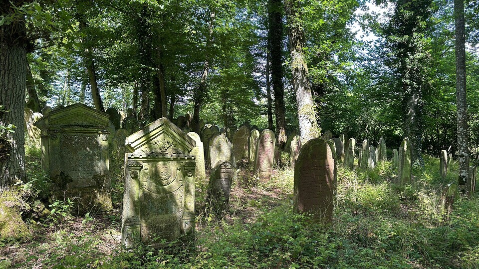 In einem Wald stehen durcheinander viele Grabsteine mit hebräischer Aufschrift