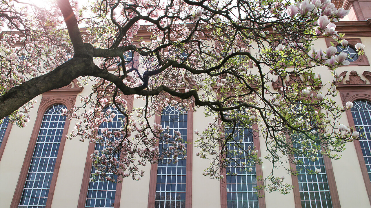 Ein weiß-rosa blühender Magnolienbaum vor der fensterreichen Fassade des Mannheimer Schlosses.