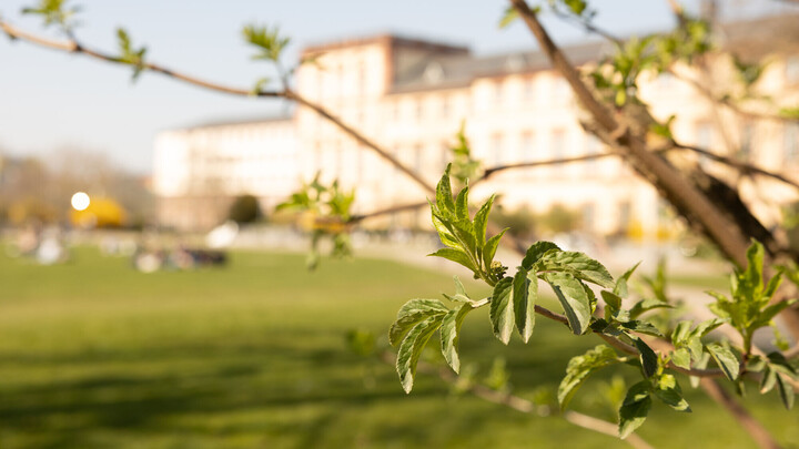 Zweig mit jungen grünen Blättern im Vordergrund, unscharf die Universität Mannheim im Hintergrund.