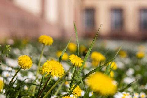 Löwenzahn und Gänseblümchen vor dem Schloss in der Otto-Selz-Straße. 