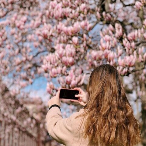 Eine Frau fotografiert mit ihrem Smartphone auf dem Campus der Universität einen prächtig blühenden Magnolienbaum. Link: Instagram-Post Absolventum Photo Contest 2023