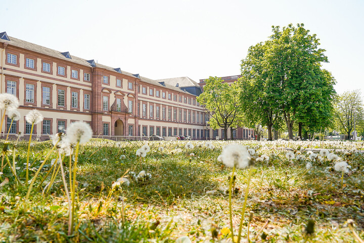 Viele Pusteblumen stehen auf der Mensawiese.