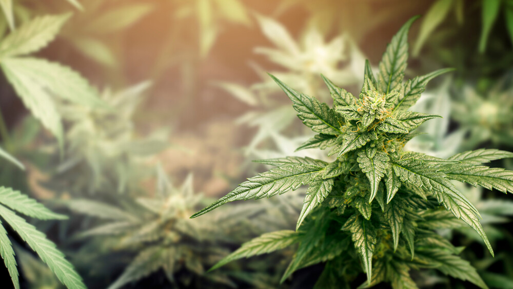 MarihuanaKonsum sinkt dank höherer Alkohol und Zigarettensteuern