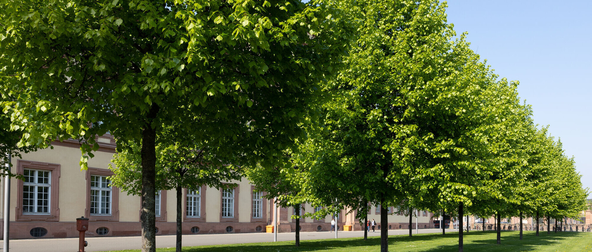 Row of trees and green space in front of the university building