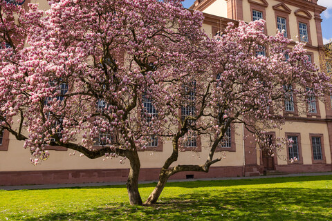 Der Westflügel mit dem blühenden Magnolienbaum. 