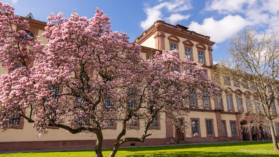 Der Westflügel mit dem blühenden Magnolienbaum. 