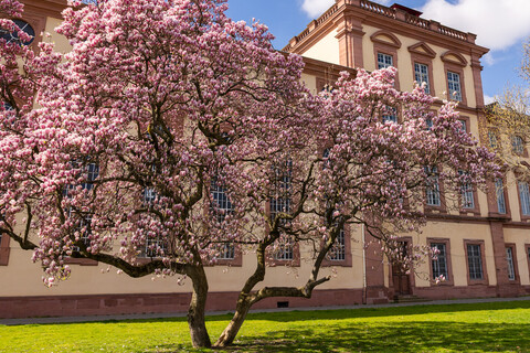 Der Westflügel mit dem blühenden Magnolienbaum. 